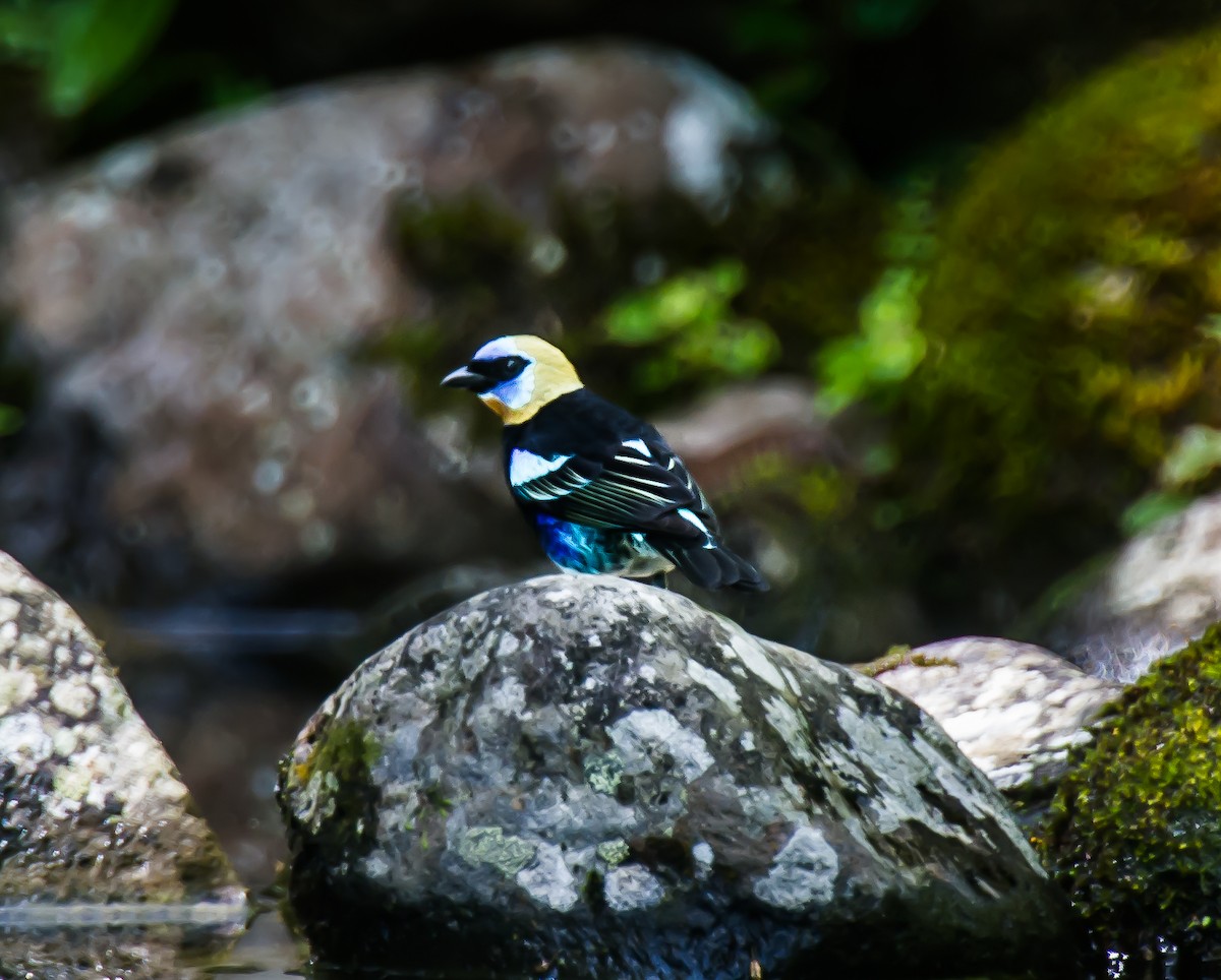 Golden-hooded Tanager - ML635111912