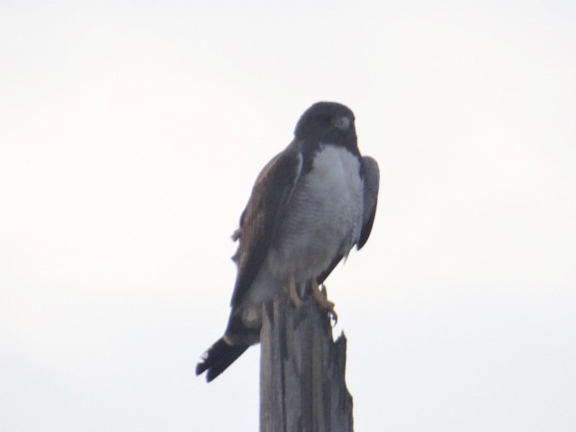 White-tailed Hawk - ML635111993