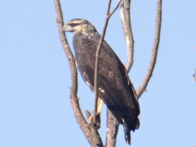 Great Black Hawk - ML635112002