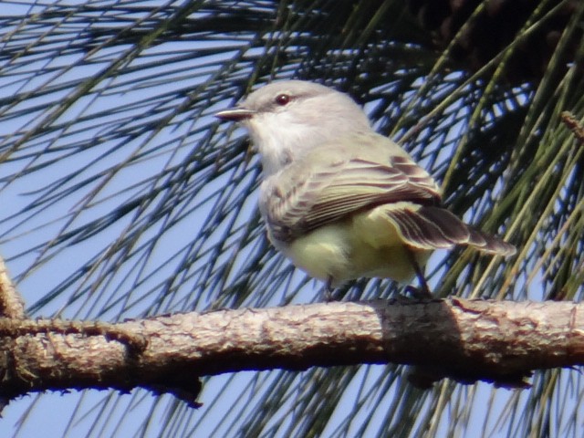 Suiriri Flycatcher - ML635112011