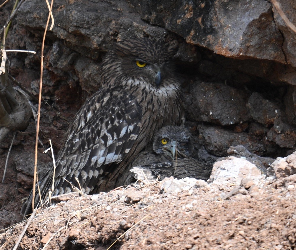 Brown Fish-Owl - ML635112042