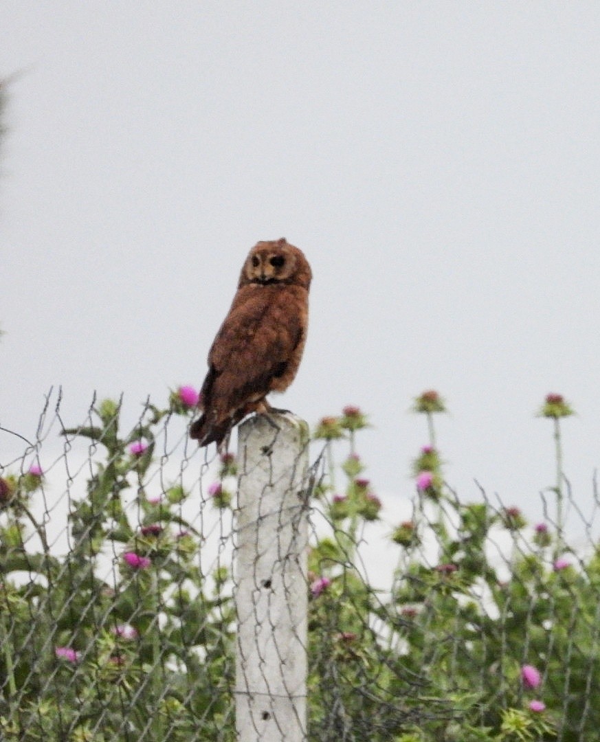 Hibou du Cap - ML635112070