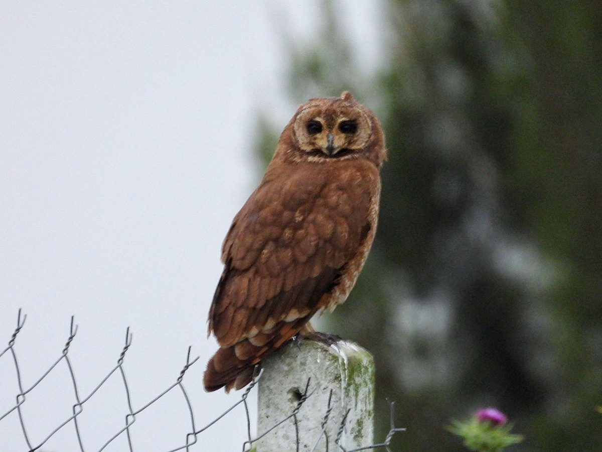 Hibou du Cap - ML635112071
