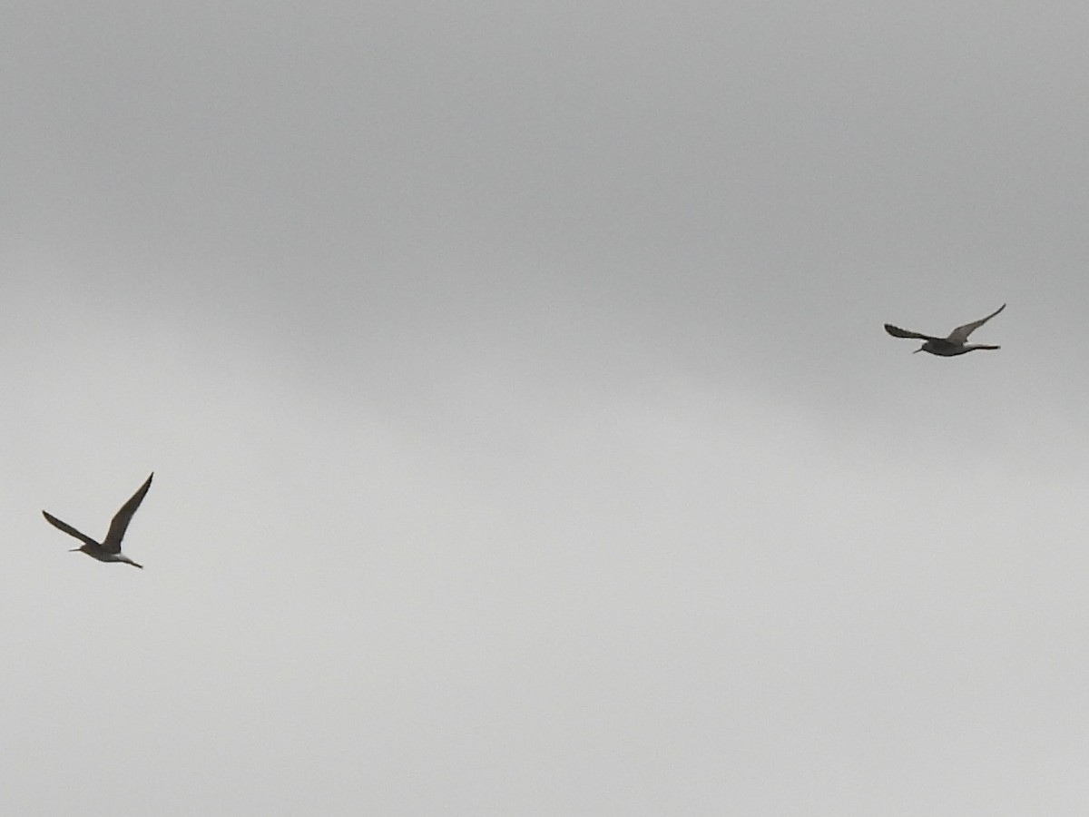 Kuliska (Tringa) sp. - ML635112133