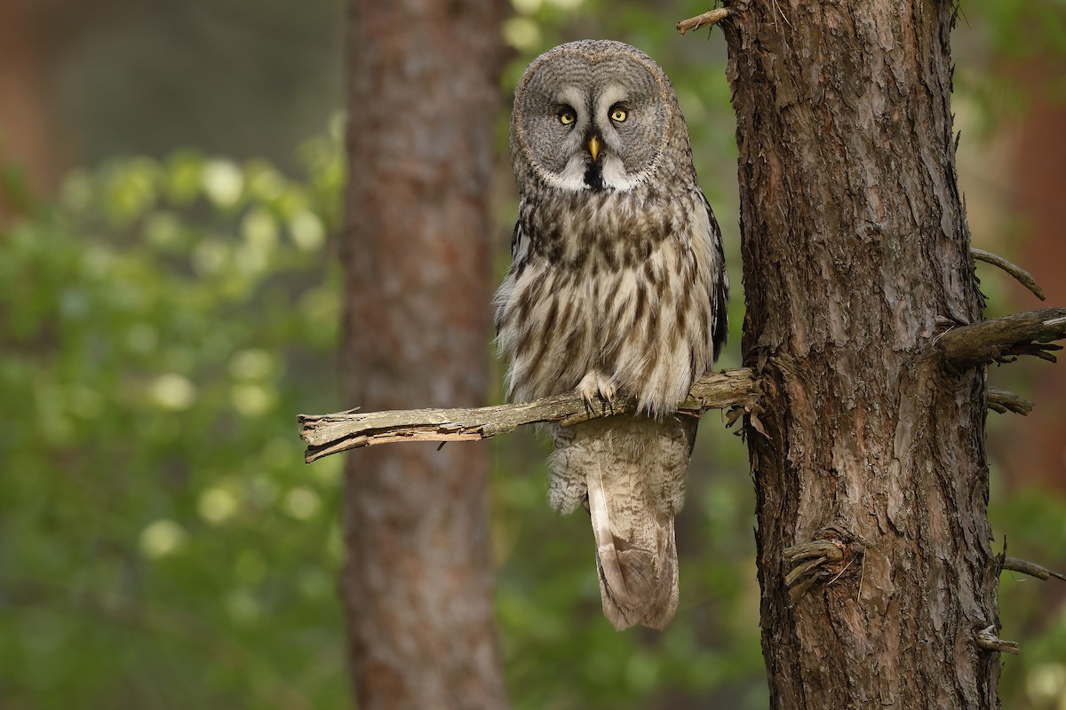 Great Gray Owl - ML635112173