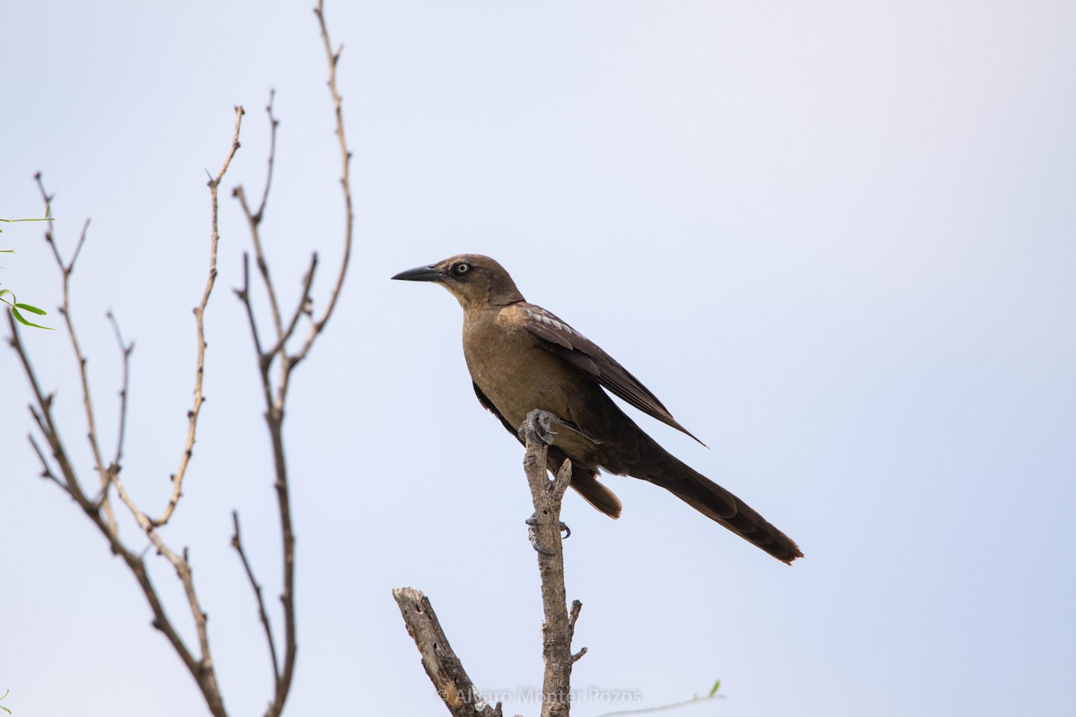 Great-tailed Grackle - ML635112180