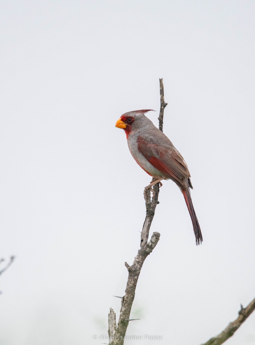 Pyrrhuloxia - ML635112195
