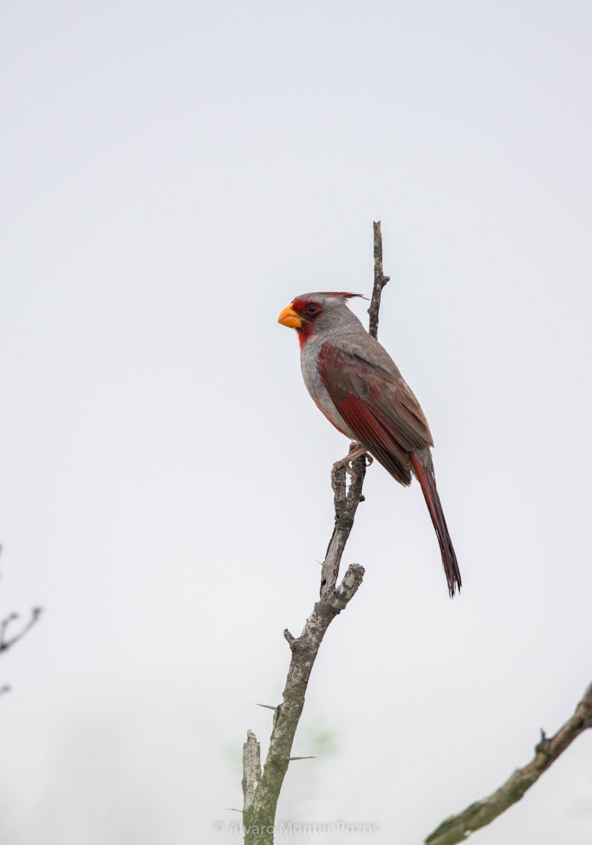 Pyrrhuloxia - ML635112196