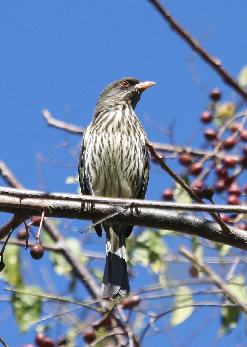 Palmchat - ML635112209