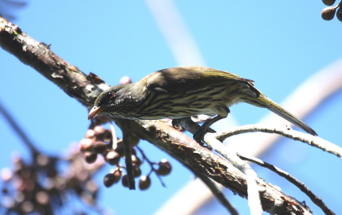 Palmchat - ML635112210