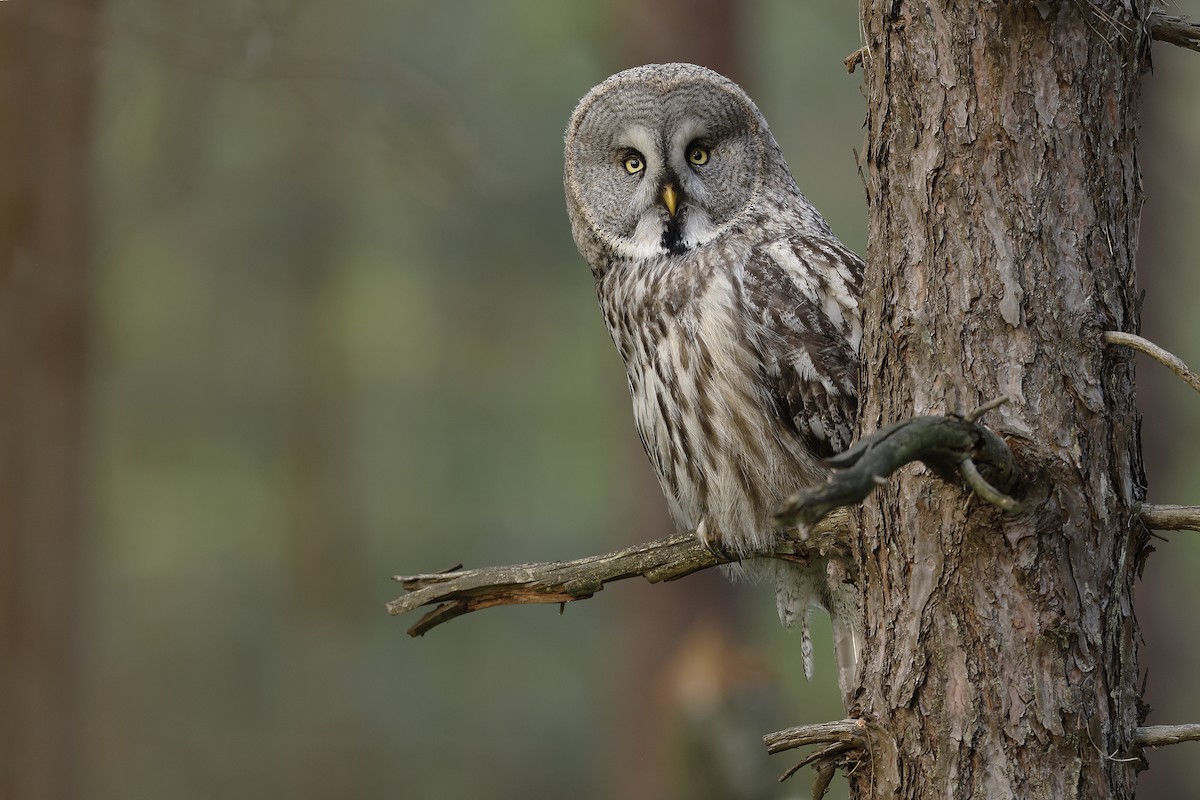 Great Gray Owl - ML635112233