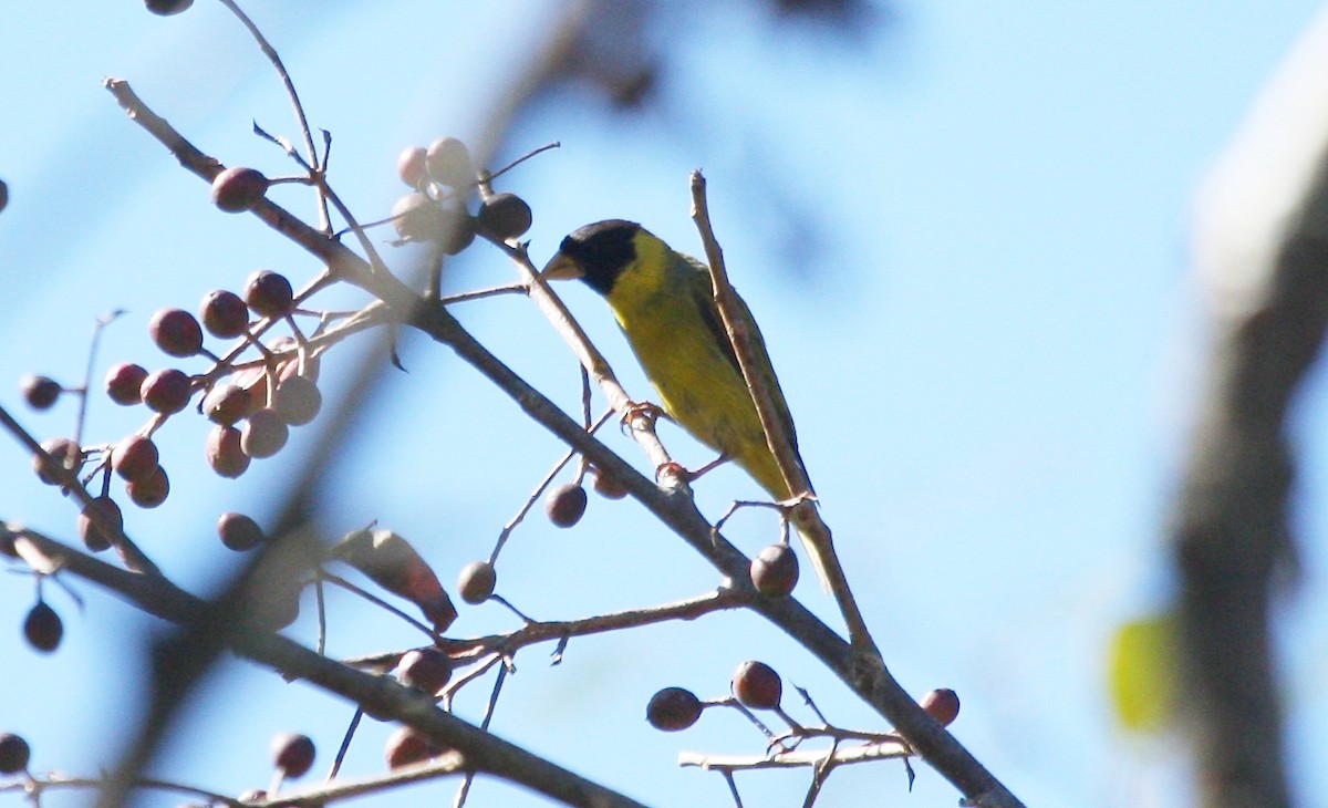 Antillean Siskin - ML635112234