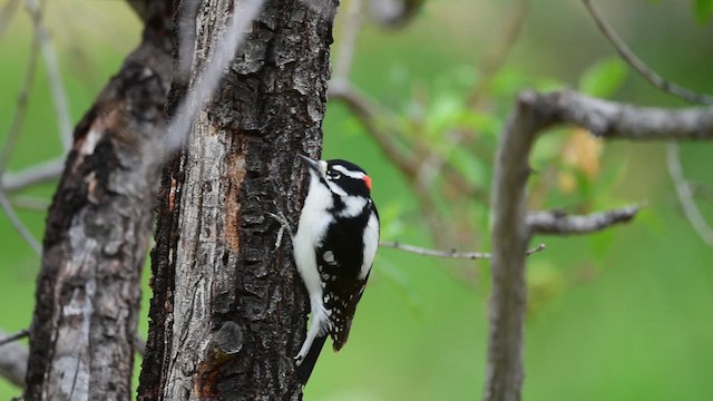 Downy Woodpecker - ML635112379