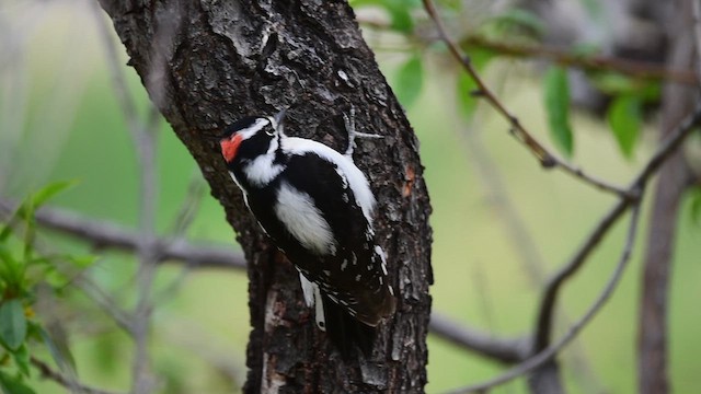 Downy Woodpecker - ML635112380