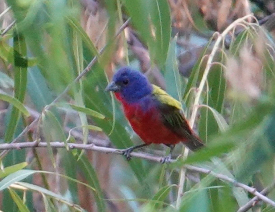 Painted Bunting - ML635112490