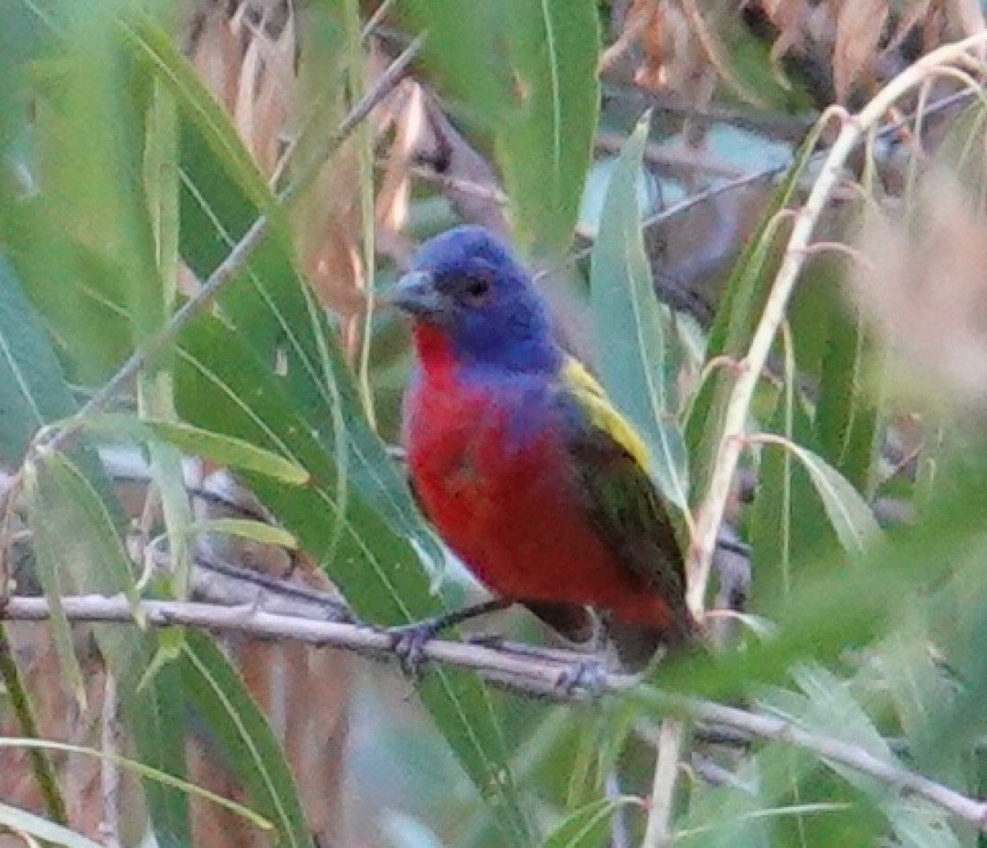Painted Bunting - ML635112494