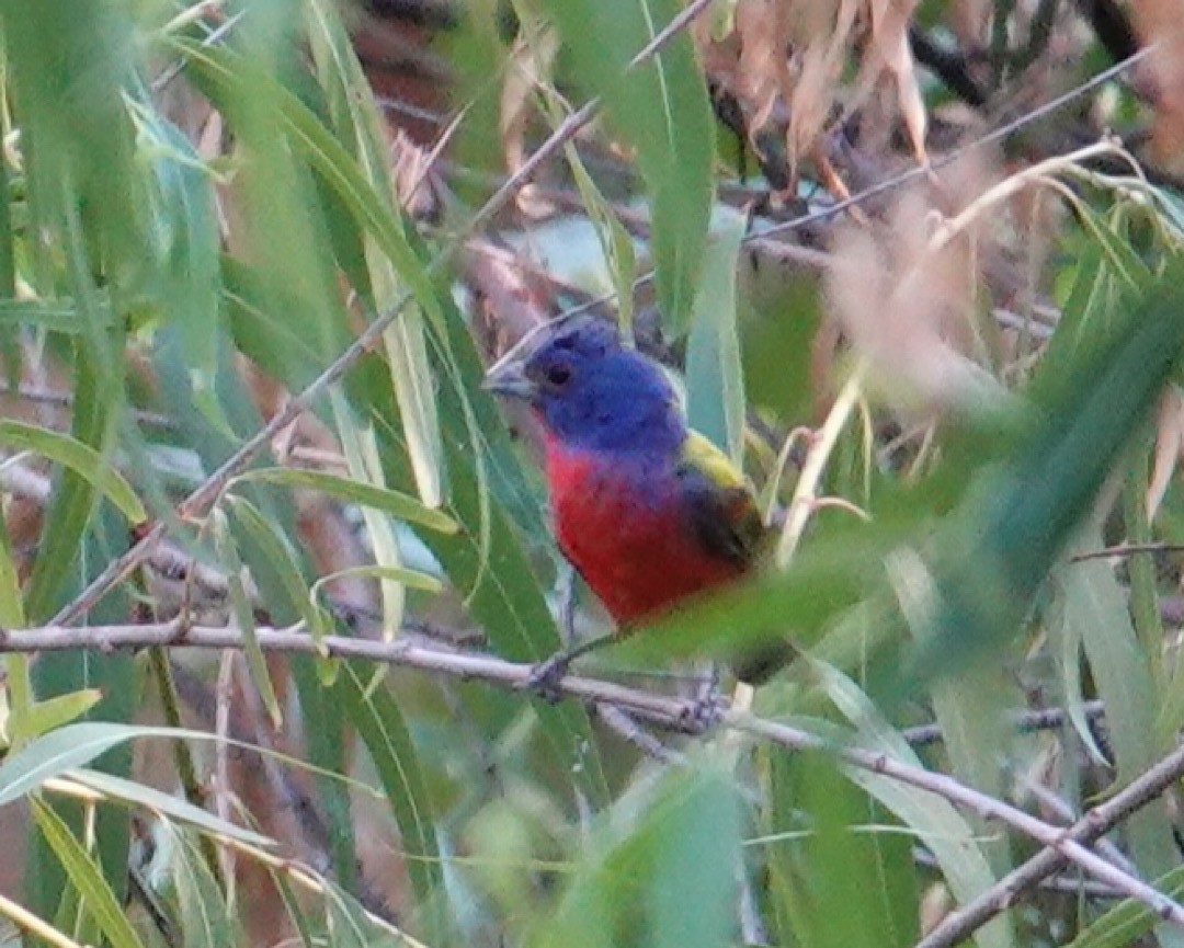 Painted Bunting - ML635112502