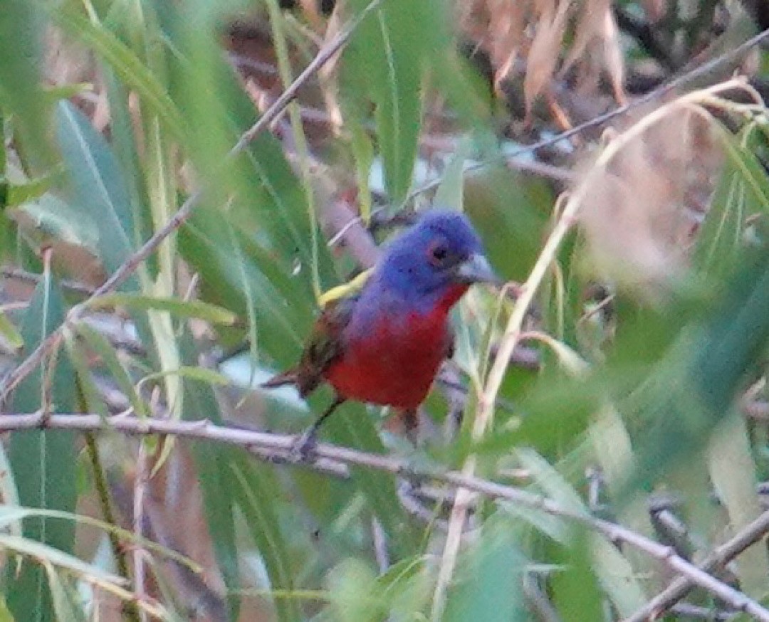 Painted Bunting - ML635112503