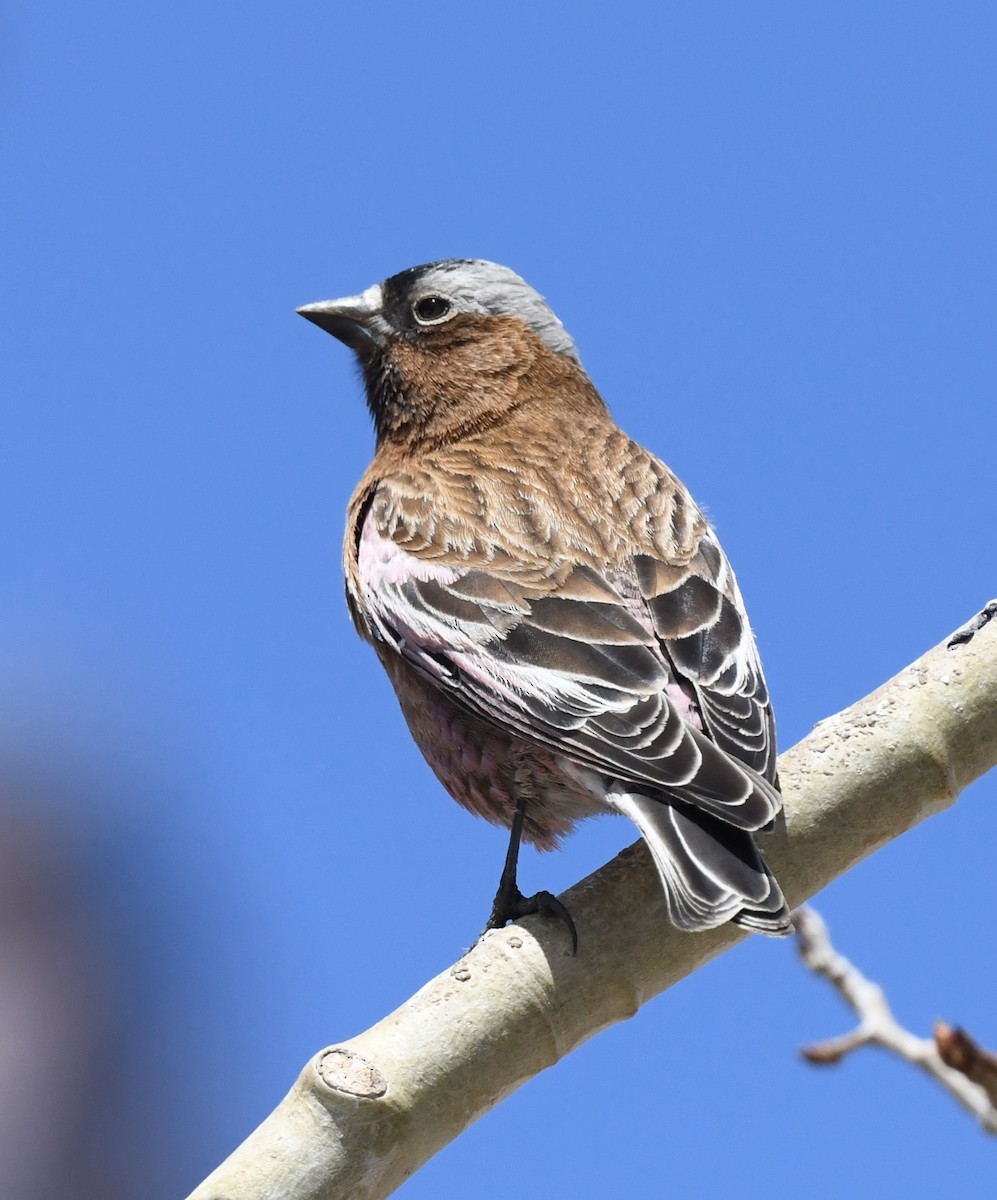 Gray-crowned Rosy-Finch - ML635112525