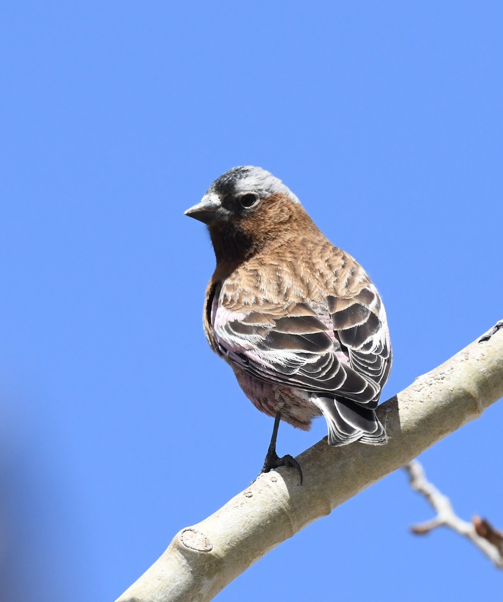 Gray-crowned Rosy-Finch - ML635112531
