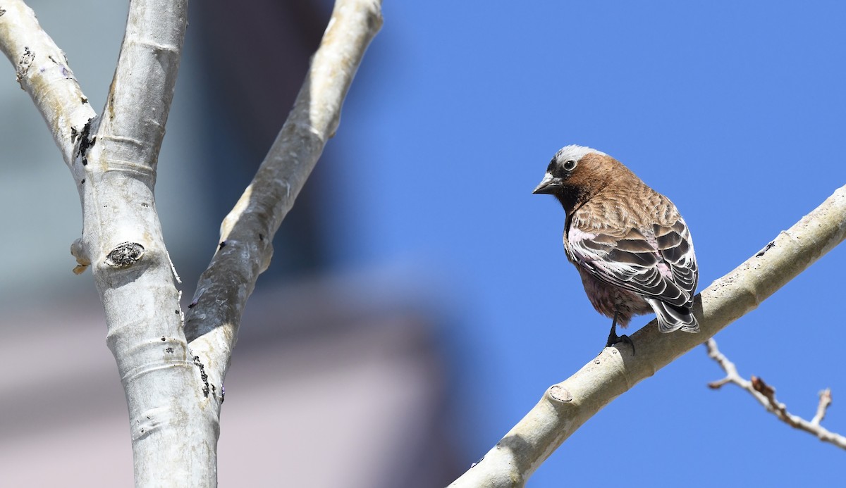 Gray-crowned Rosy-Finch - ML635112532