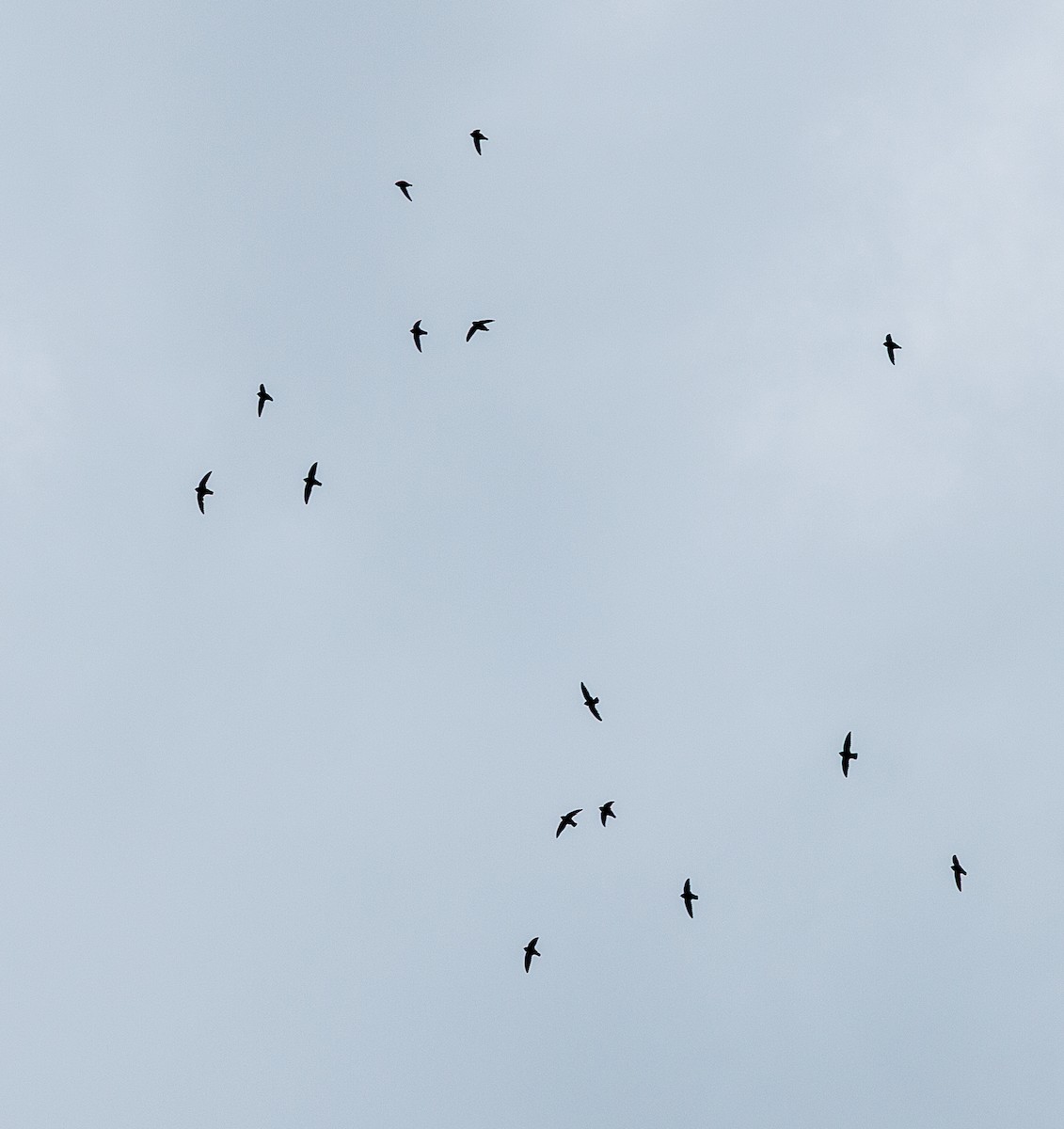 Vaux's Swift - ML635112535