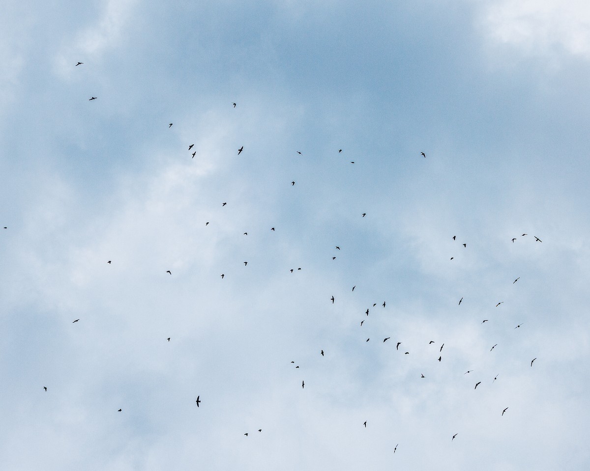 Vaux's Swift - ML635112536