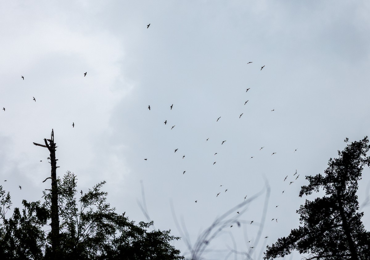 Vaux's Swift - ML635112537