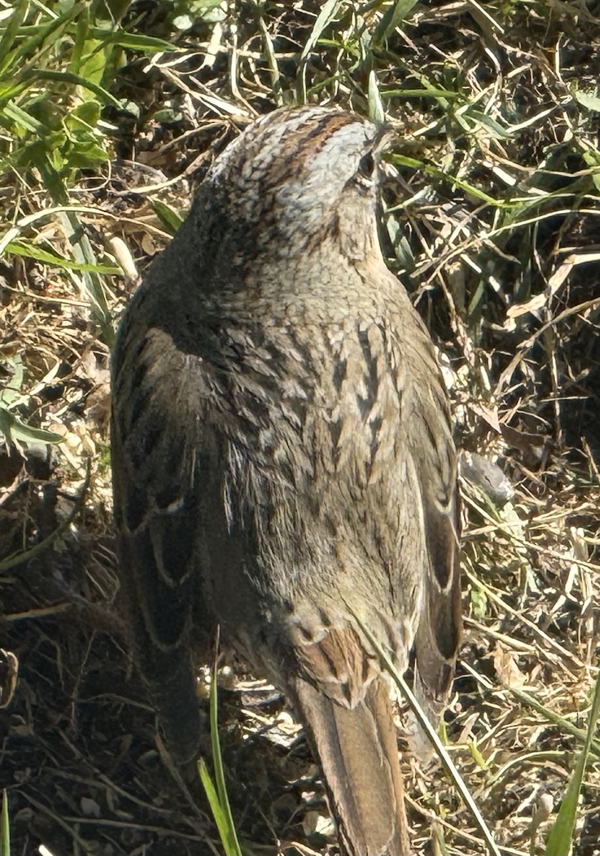 Lincoln's Sparrow - ML635112606