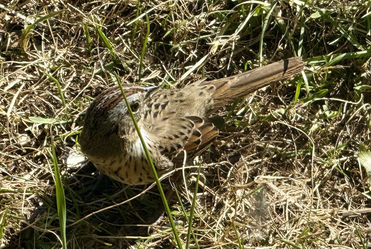 Lincoln's Sparrow - ML635112607