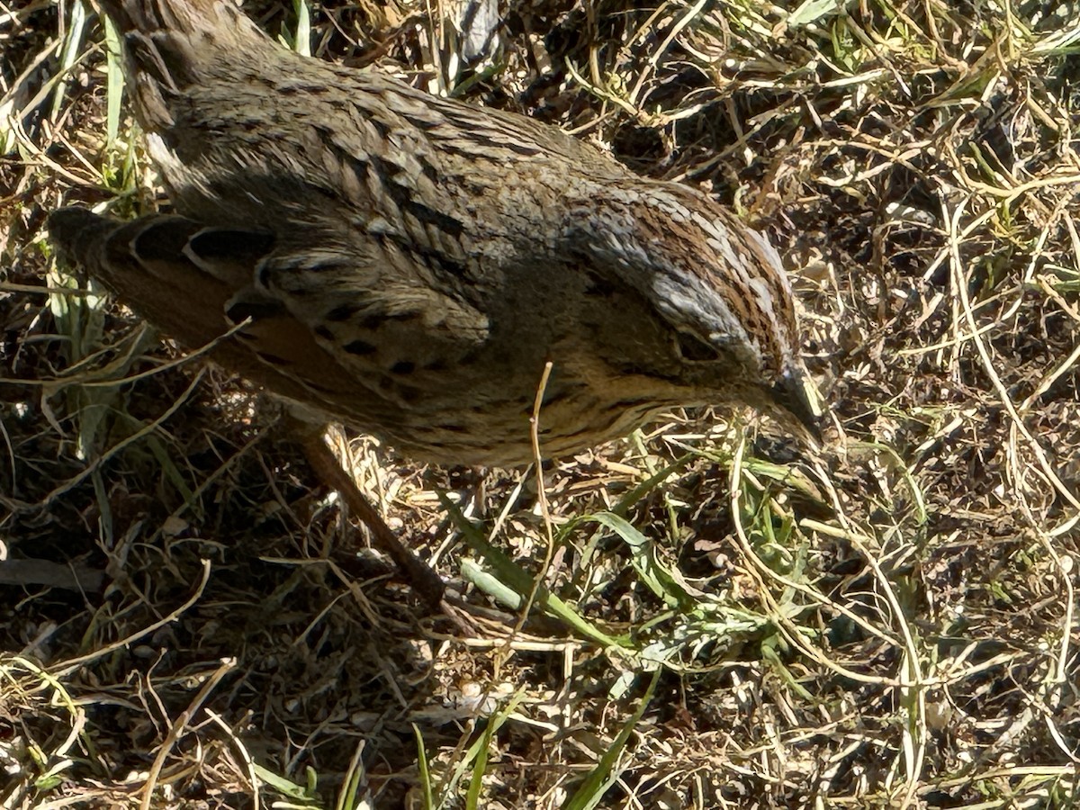 Lincoln's Sparrow - ML635112609