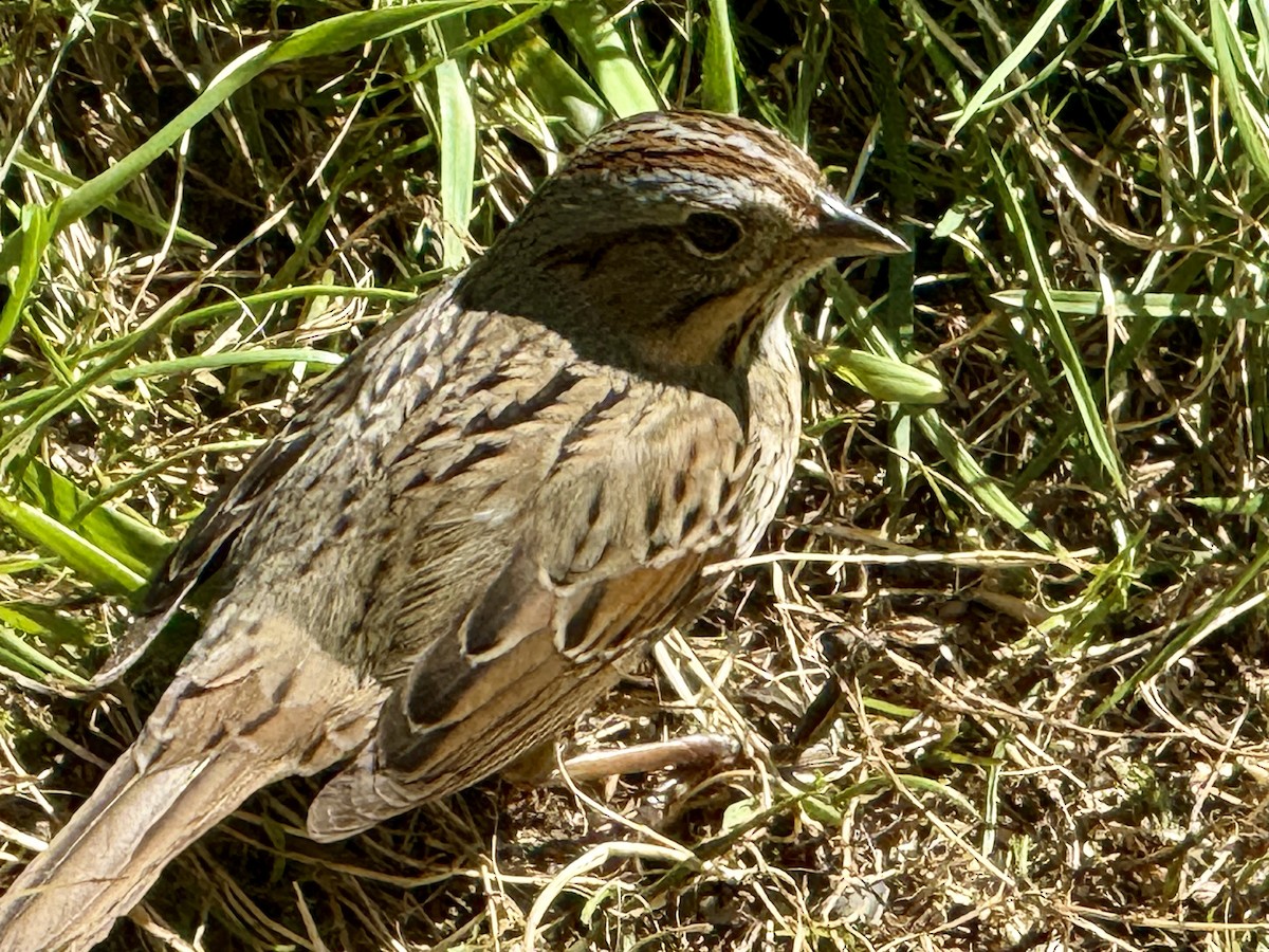 Lincoln's Sparrow - ML635112610