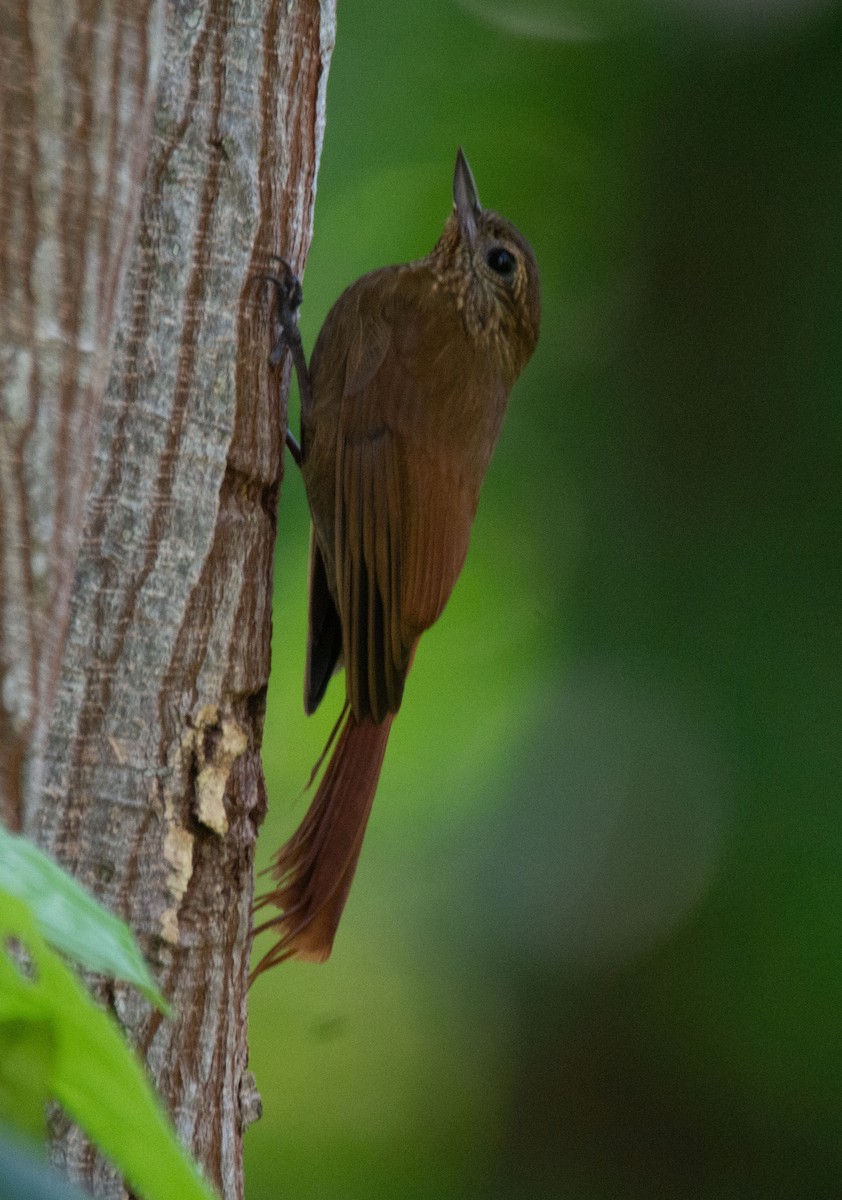 Tawny-winged Woodcreeper - ML635112627