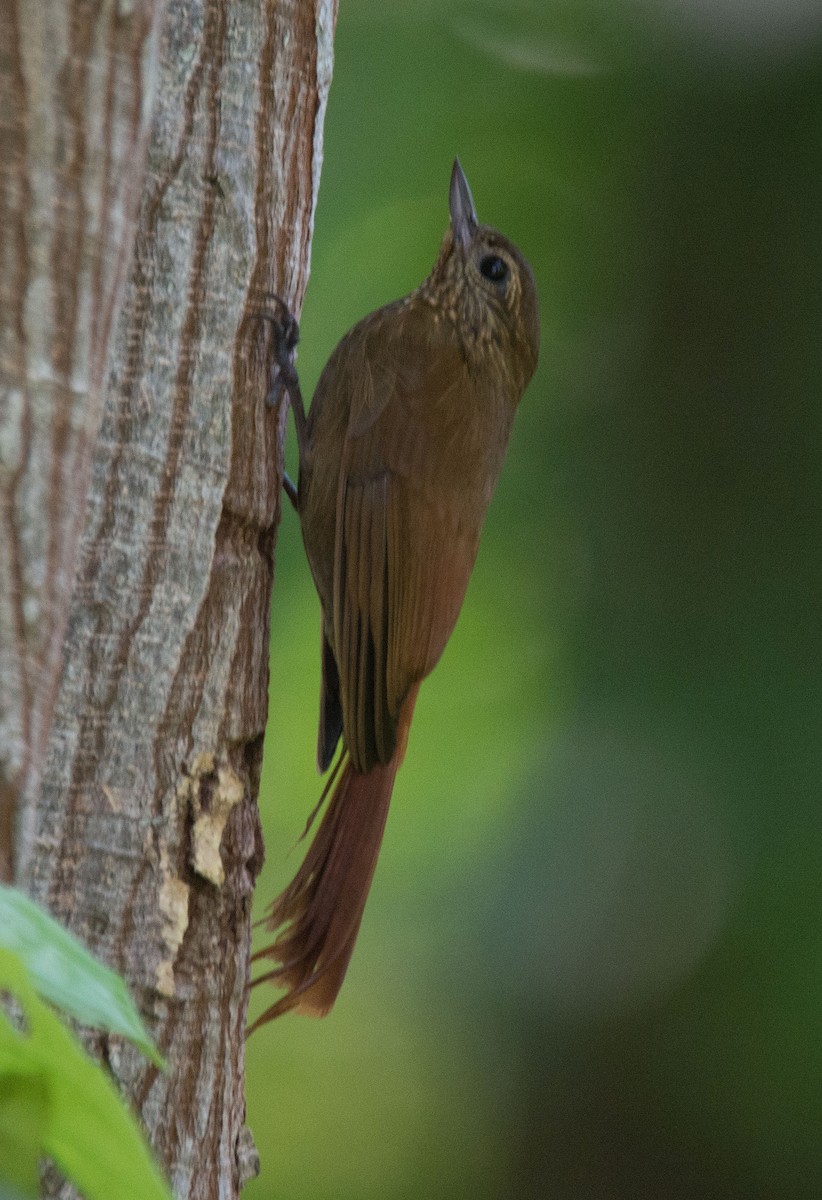 Tawny-winged Woodcreeper - ML635112628