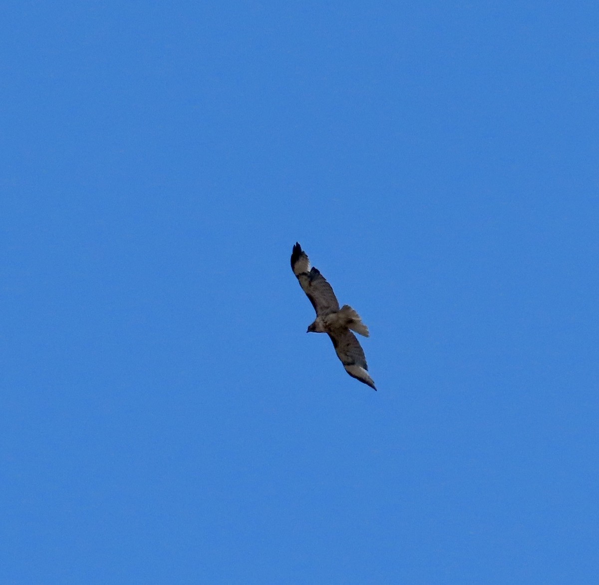 hawk sp. - ML635112664