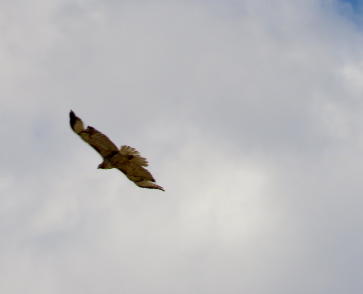 hawk sp. - ML635112665