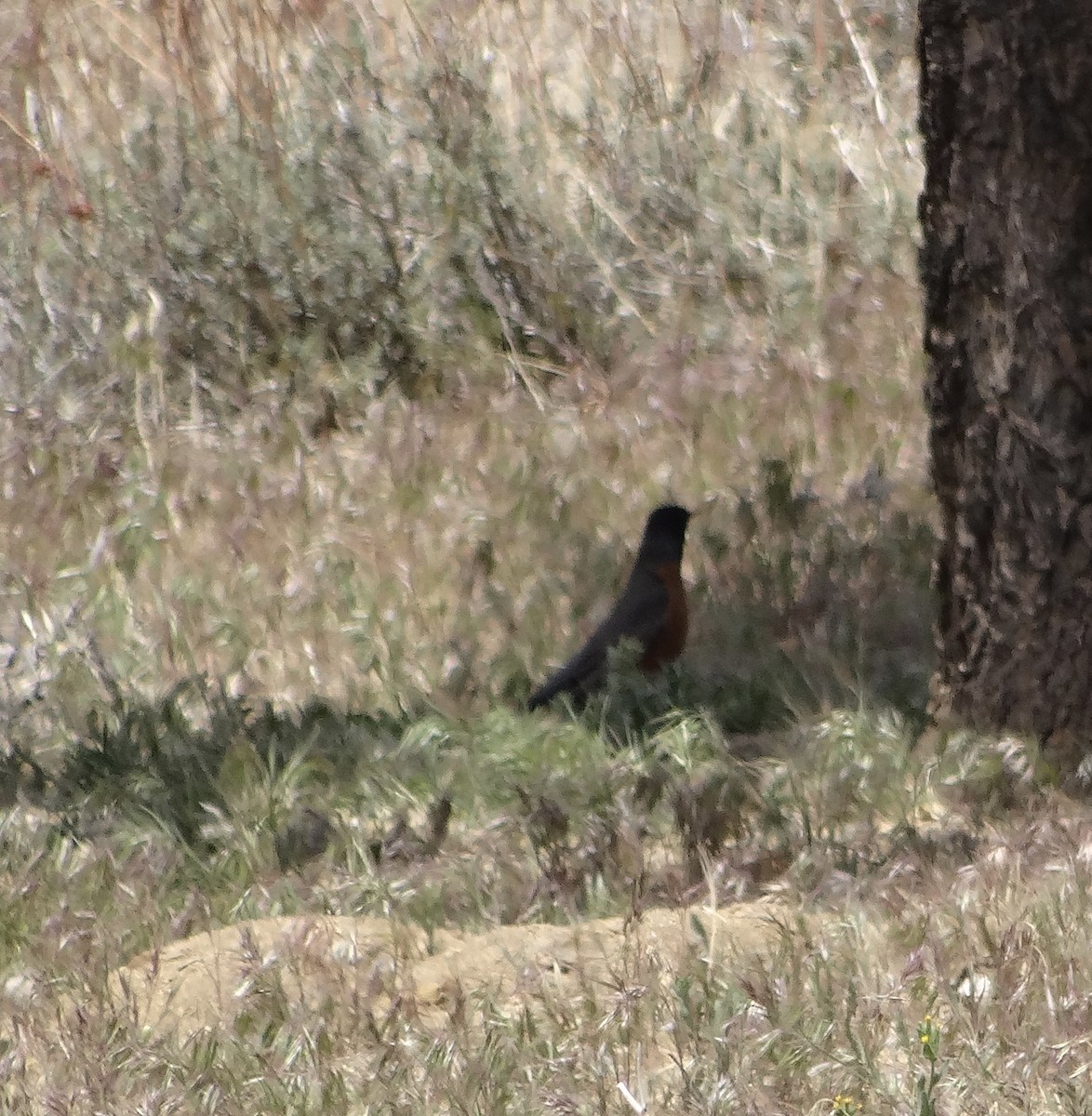 American Robin - ML635112684