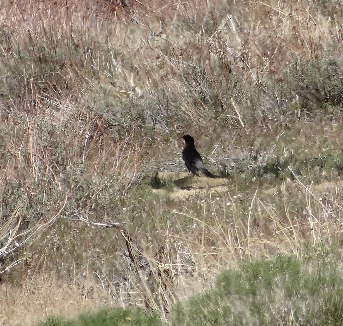 American Robin - ML635112685