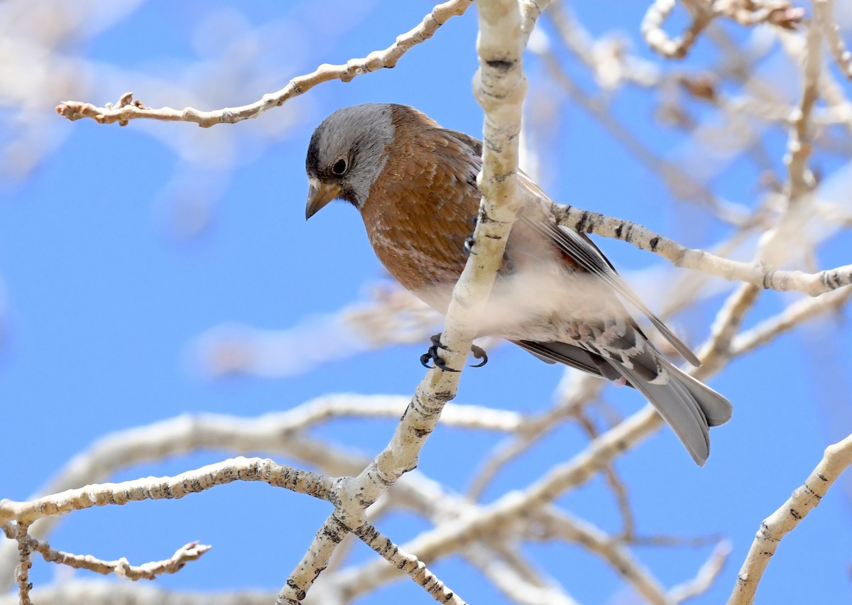 Gray-crowned Rosy-Finch (Hepburn's) - ML635112711