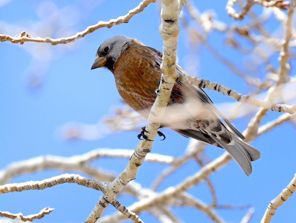 Gray-crowned Rosy-Finch (Hepburn's) - ML635112712