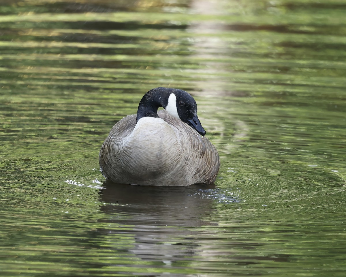 Canada Goose - ML635112716