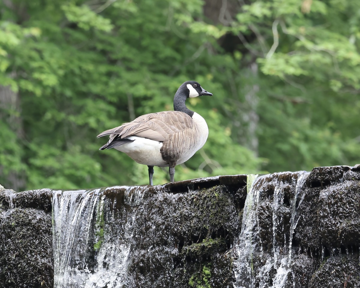 Canada Goose - ML635112717