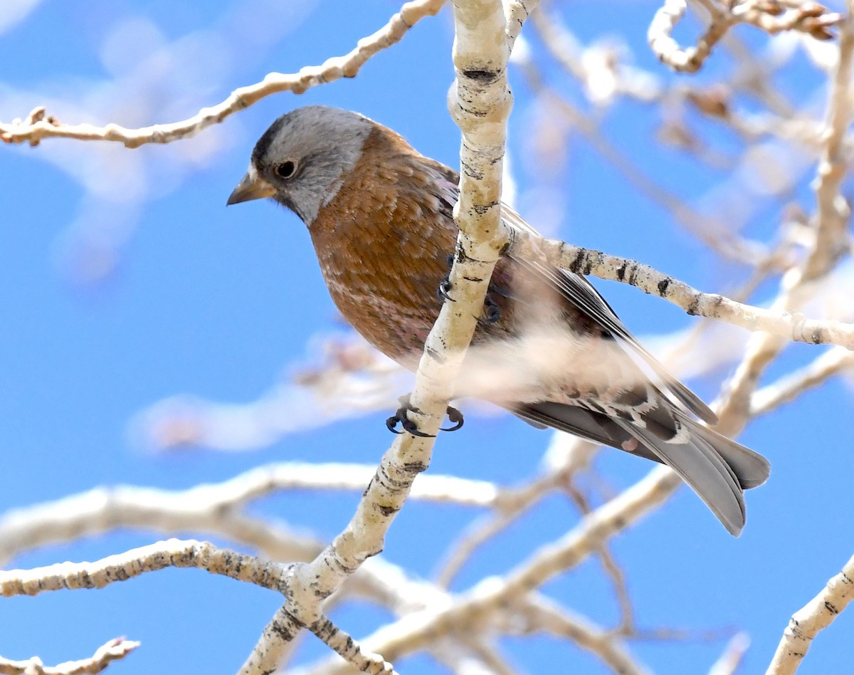 Gray-crowned Rosy-Finch (Hepburn's) - ML635112718