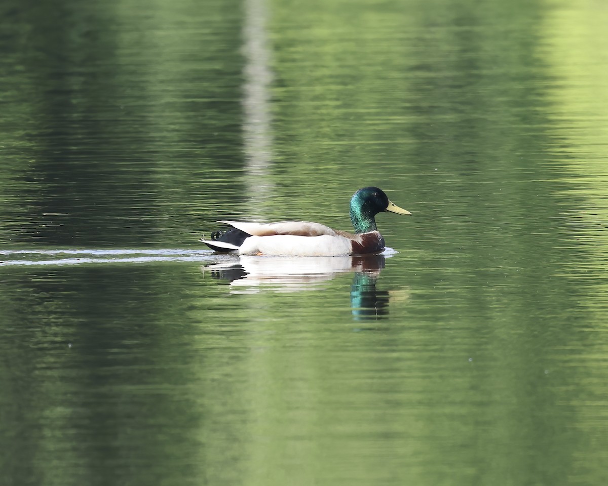 Mallard - ML635112723