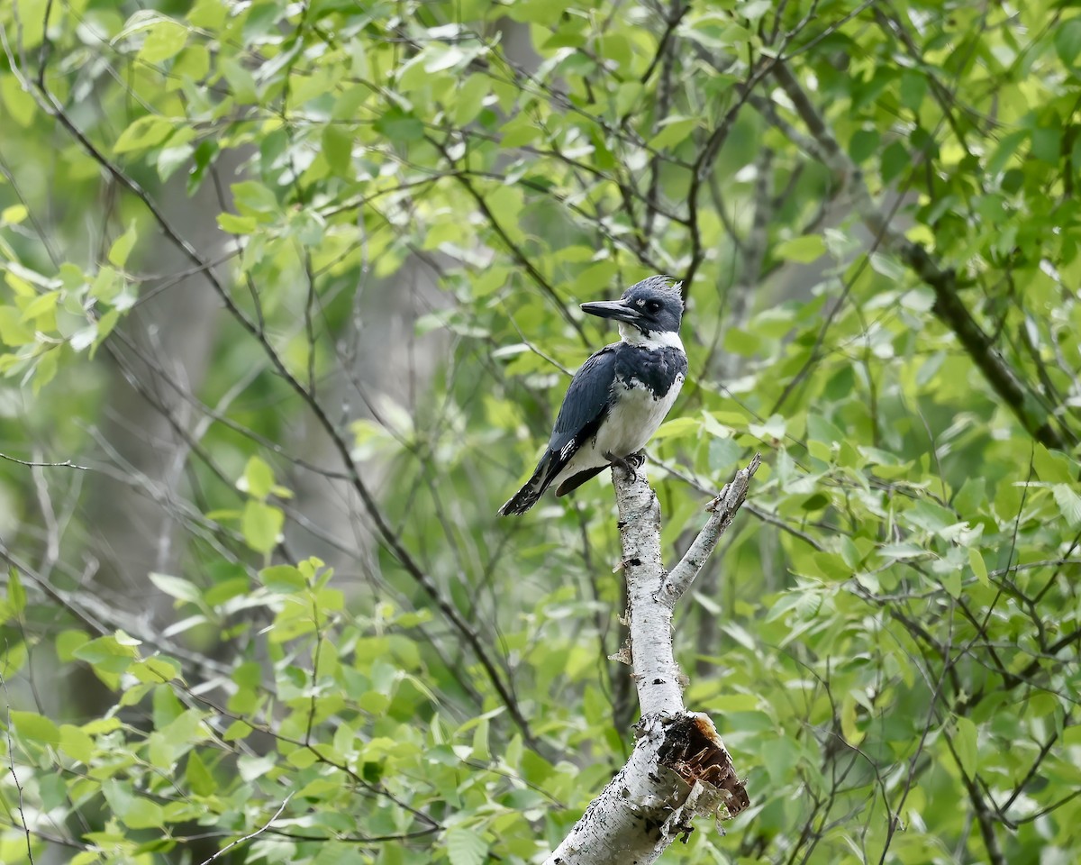 Belted Kingfisher - ML635112736