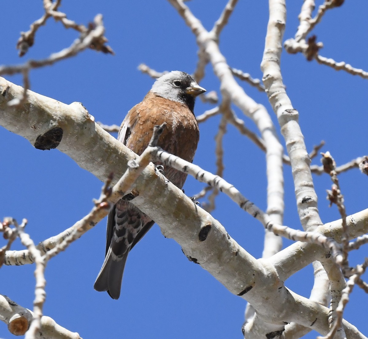 Gray-crowned Rosy-Finch (Hepburn's) - ML635112778