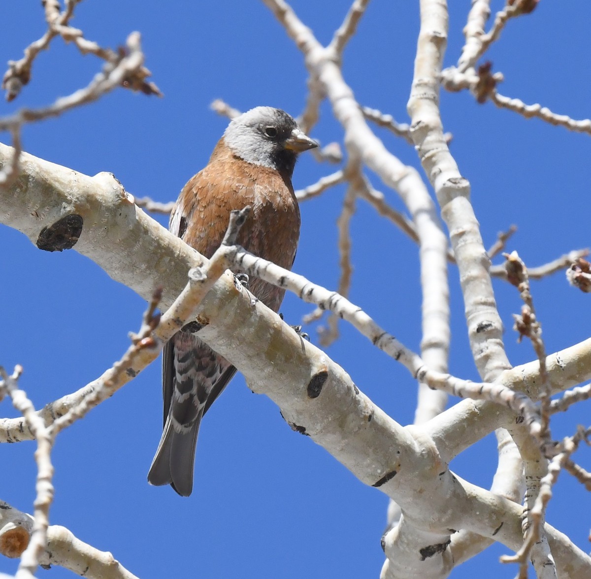 Gray-crowned Rosy-Finch (Hepburn's) - ML635112779