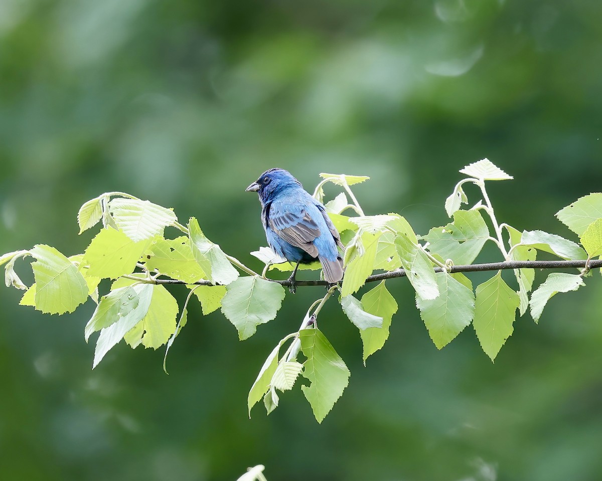 Indigo Bunting - ML635112783