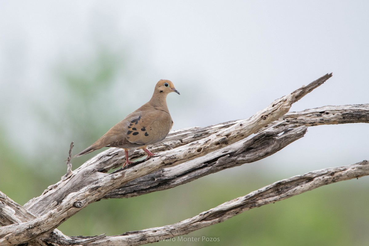 Mourning Dove - ML635112844