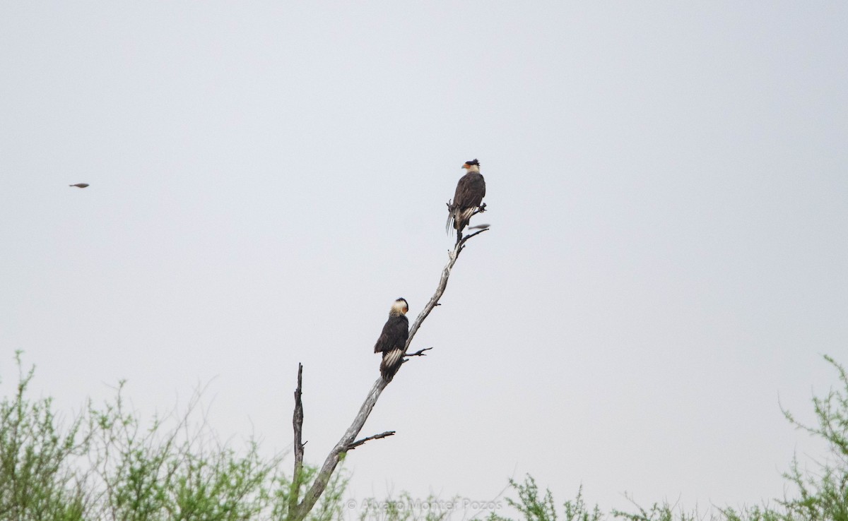 Crested Caracara - ML635112882